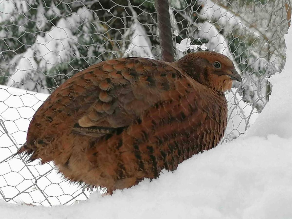 Appartamento Accogliente Di Montagna A Cavagnago Faido Buitenkant foto