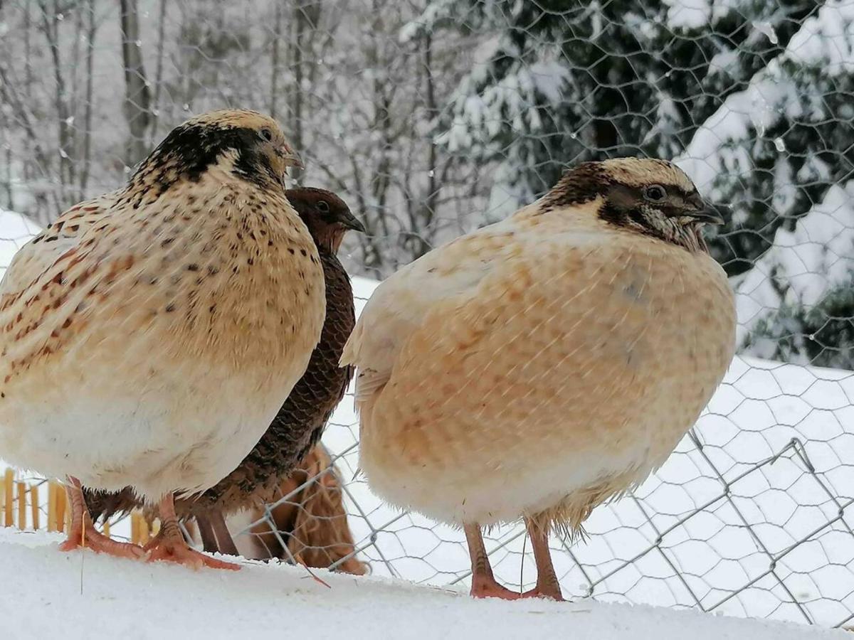 Appartamento Accogliente Di Montagna A Cavagnago Faido Buitenkant foto